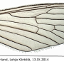 Crypteria (Crypteria) limnophiloides : wing