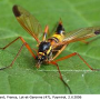 Ctenophora (Ctenophora) elegans : habitus - female