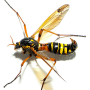 Ctenophora (Ctenophora) elegans : habitus - female