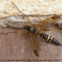Ctenophora (Ctenophora) elegans : habitus - female