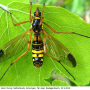 Ctenophora (Ctenophora) elegans : habitus - female