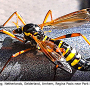 Ctenophora (Ctenophora) elegans : habitus - female