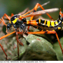 Ctenophora (Ctenophora) elegans : habitus - female