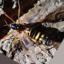 Ctenophora (Ctenophora) elegans : habitus - female
