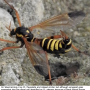 Ctenophora (Ctenophora) elegans : habitus - female