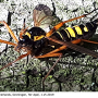 Ctenophora (Ctenophora) elegans : habitus - female