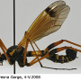 Ctenophora (Ctenophora) elegans : habitus - male