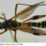 Ctenophora (Ctenophora) elegans : habitus - male