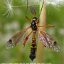Ctenophora (Ctenophora) elegans : habitus - male