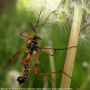 Ctenophora (Ctenophora) elegans : habitus - male