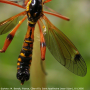 Ctenophora (Ctenophora) elegans : habitus - male