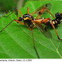 Ctenophora (Ctenophora) elegans : habitus - male