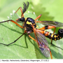 Ctenophora (Ctenophora) elegans : habitus - male