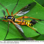 Ctenophora (Ctenophora) elegans : habitus - male