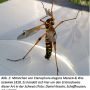 Ctenophora (Ctenophora) elegans : habitus - male
