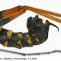 Ctenophora (Ctenophora) elegans : body part(s) - abdomen