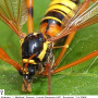 Ctenophora (Ctenophora) elegans : body part(s) - head and thorax