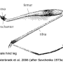 Ctenophora (Ctenophora) elegans : body part(s) - leg