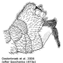 Ctenophora (Ctenophora) elegans : hypopygium