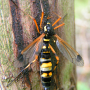 Ctenophora (Cnemoncosis) festiva : habitus - female Ctenophora (Cnemoncosis) festiva : habitus - female