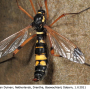 Ctenophora (Cnemoncosis) festiva : habitus - female Ctenophora (Cnemoncosis) festiva : habitus - female
