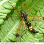 Ctenophora (Cnemoncosis) festiva : habitus - female Ctenophora (Cnemoncosis) festiva : habitus - female