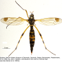 Ctenophora (Cnemoncosis) festiva : habitus - female Ctenophora (Cnemoncosis) festiva : habitus - female
