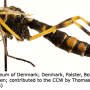 Ctenophora (Cnemoncosis) festiva : habitus - female Ctenophora (Cnemoncosis) festiva : habitus - female