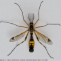 Ctenophora (Cnemoncosis) festiva : habitus - male Ctenophora (Cnemoncosis) festiva : habitus - male
