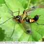 Ctenophora (Cnemoncosis) festiva : habitus - male Ctenophora (Cnemoncosis) festiva : habitus - male