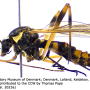 Ctenophora (Cnemoncosis) festiva : habitus - male Ctenophora (Cnemoncosis) festiva : habitus - male