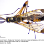 Ctenophora (Cnemoncosis) festiva : habitus - male Ctenophora (Cnemoncosis) festiva : habitus - male