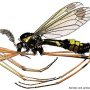 Ctenophora (Cnemoncosis) festiva : habitus - male Ctenophora (Cnemoncosis) festiva : habitus - male