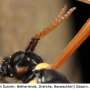 Ctenophora (Cnemoncosis) festiva : body part(s) - antenna Ctenophora (Cnemoncosis) festiva : body part(s) - antenna