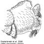 Ctenophora (Cnemoncosis) festiva : hypopygium Ctenophora (Cnemoncosis) festiva : hypopygium