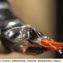Ctenophora (Cnemoncosis) festiva : ovipositor Ctenophora (Cnemoncosis) festiva : ovipositor