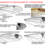 Ctenophora (Cnemoncosis) festiva : wing Ctenophora (Cnemoncosis) festiva : wing