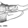 Ctenophora (Ctenophora) flaveolata : ovipositor