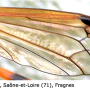 Ctenophora (Ctenophora) flaveolata : wing