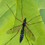 Ctenophora (Ctenophora) guttata : habitus - female