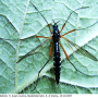 Ctenophora (Ctenophora) guttata : habitus - female