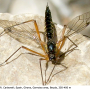 Ctenophora (Ctenophora) guttata : habitus - female