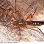 Ctenophora (Ctenophora) guttata : habitus - female