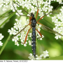 Ctenophora (Ctenophora) guttata : habitus - female