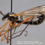 Ctenophora (Ctenophora) guttata : habitus - male