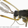 Ctenophora (Ctenophora) guttata : body part(s) - head and antenna