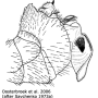 Ctenophora (Ctenophora) guttata : hypopygium
