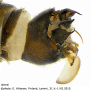 Ctenophora (Ctenophora) guttata : hypopygium