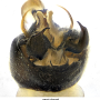 Ctenophora (Ctenophora) guttata : hypopygium