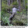 Ctenophora (Ctenophora) guttata : habitat